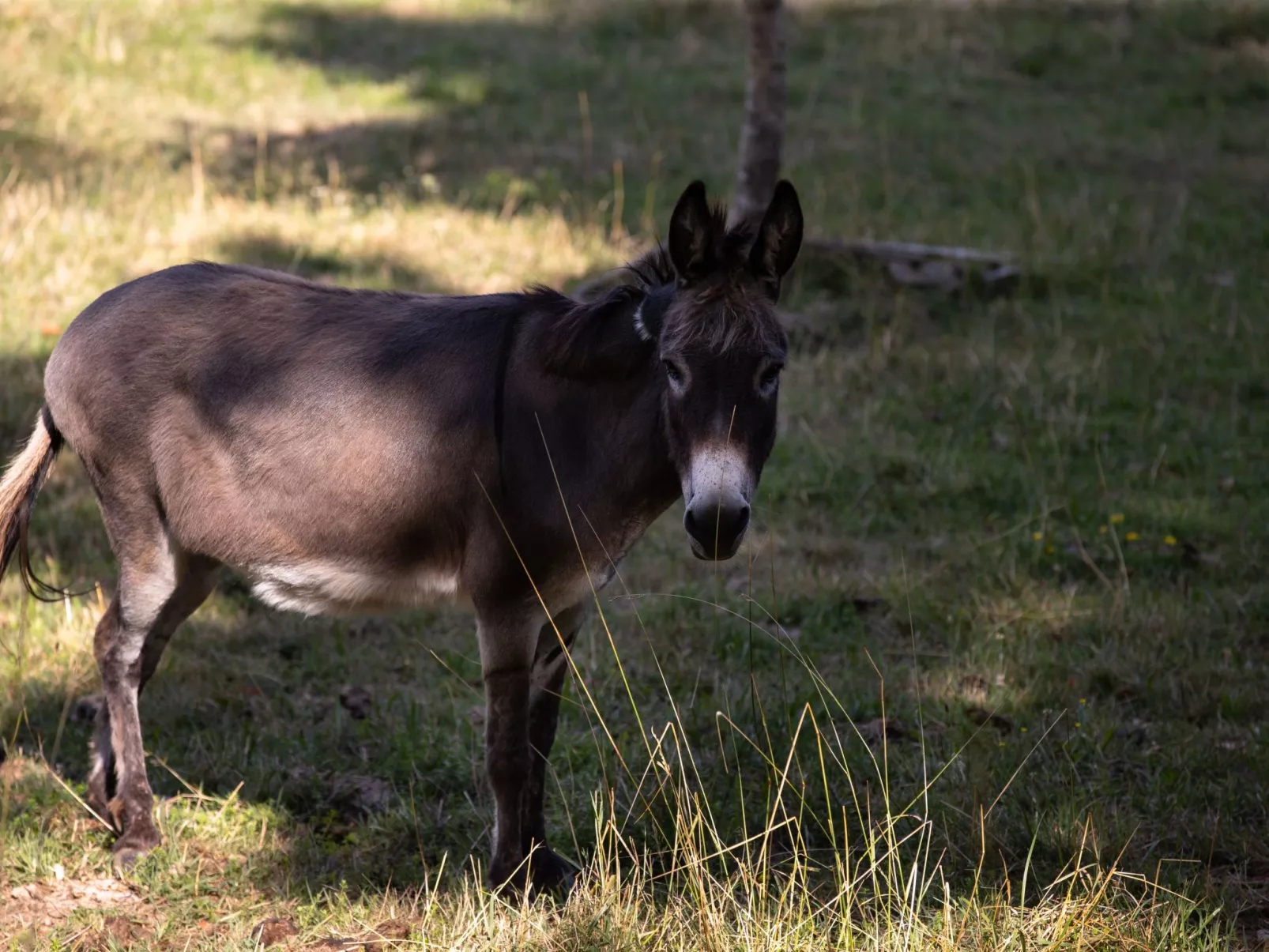 Appartement LouisXVI-Buiten