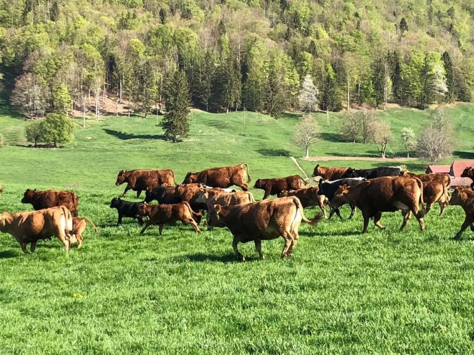 Schafmatthof Dachwohnung-Buiten