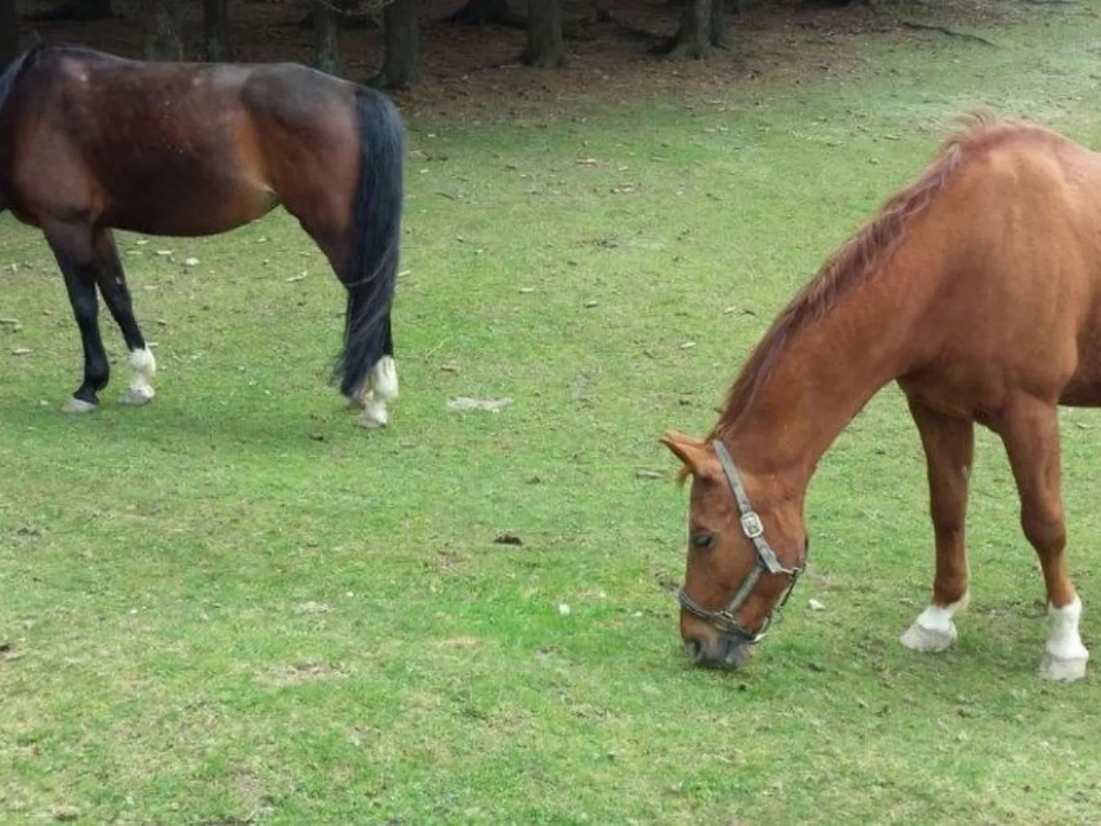 Bayernwald Apartment-Binnen
