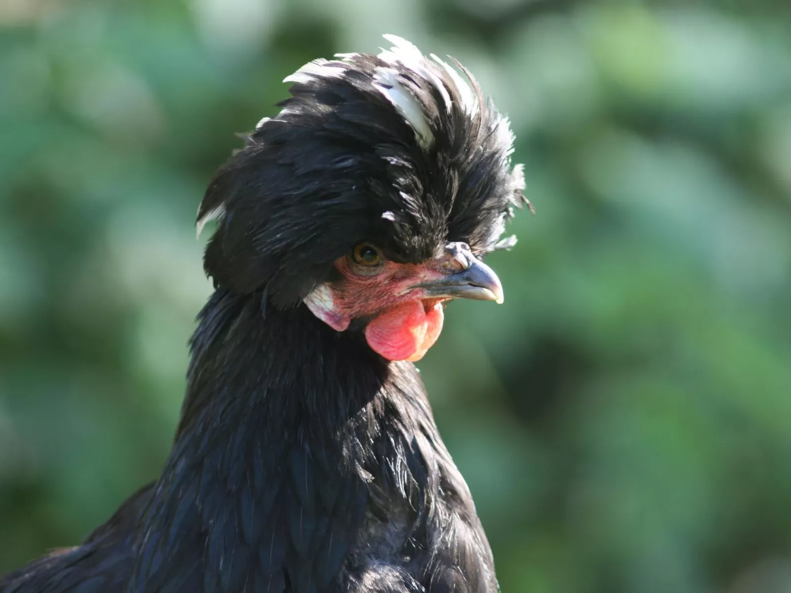 Kleines Ferienhaus auf dem Gelände eines Bauernhof-Image-tags.info