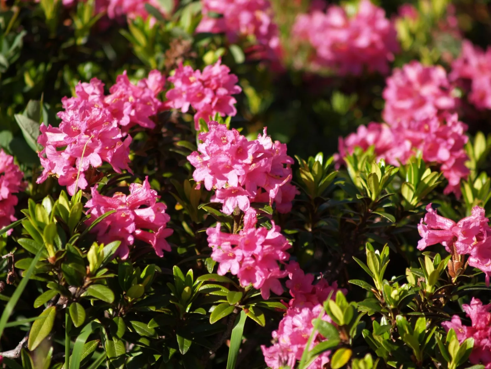 Panorama in Galtür-Buiten