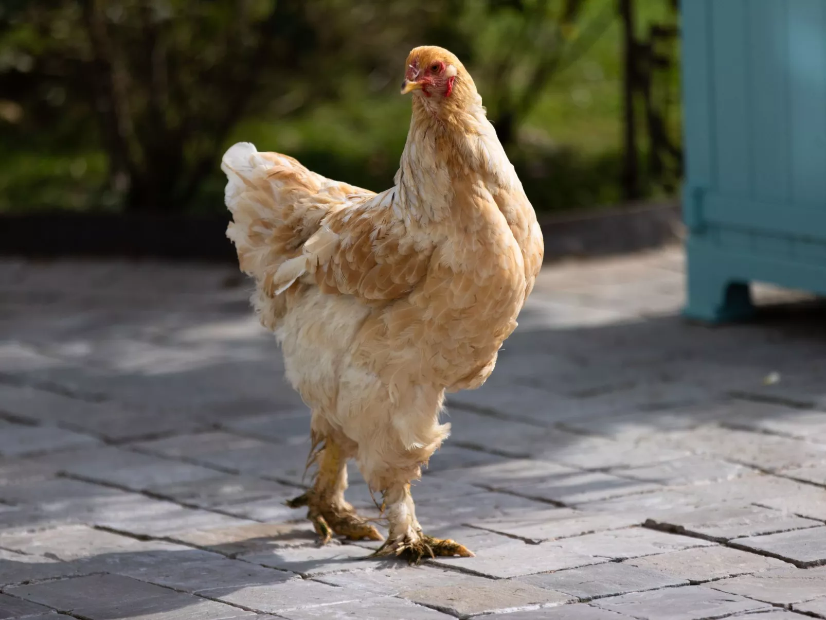 Studio Montgolfières-Buiten