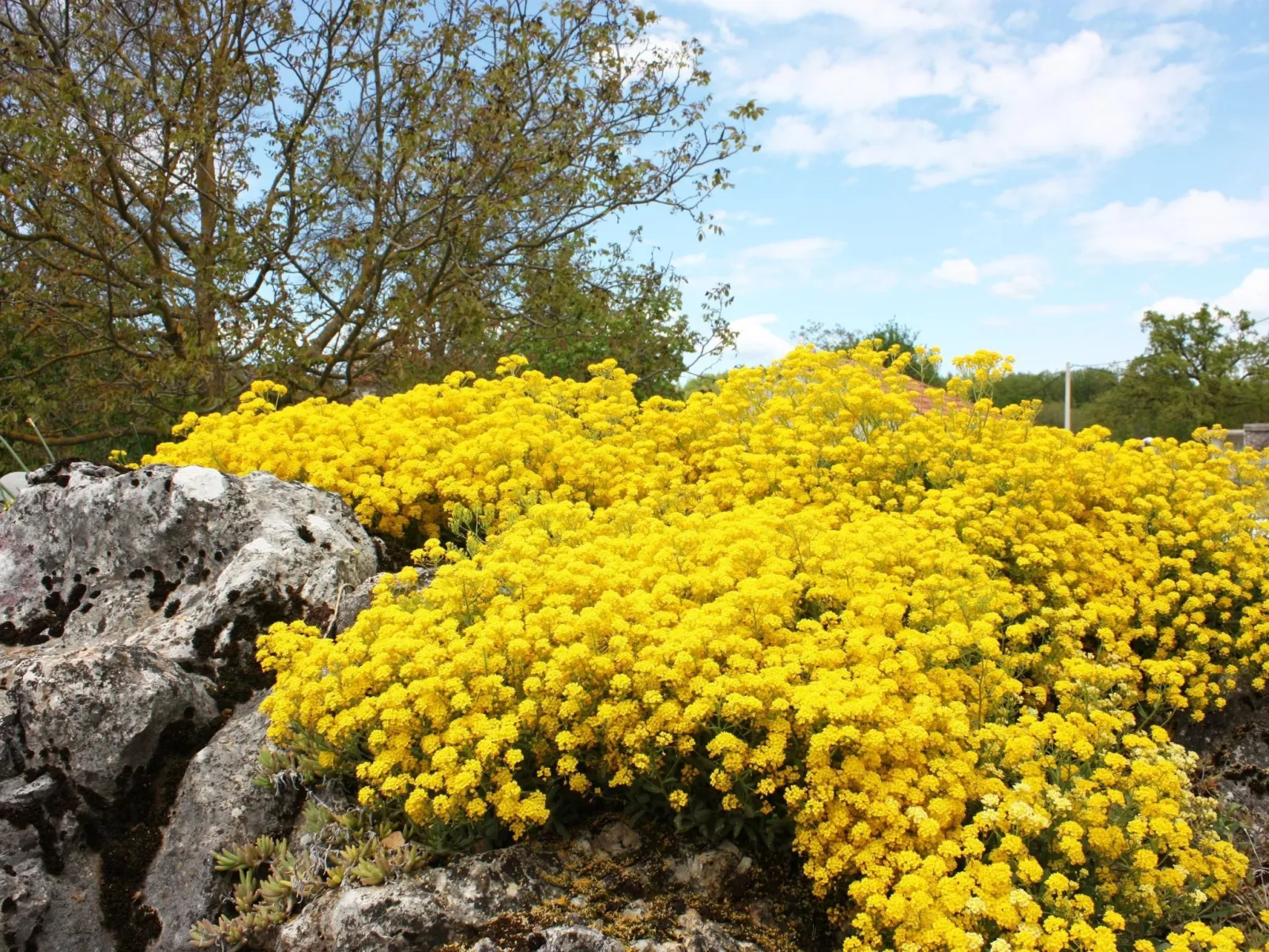 Romantische Villa mit weitläufigem Garten-Buiten