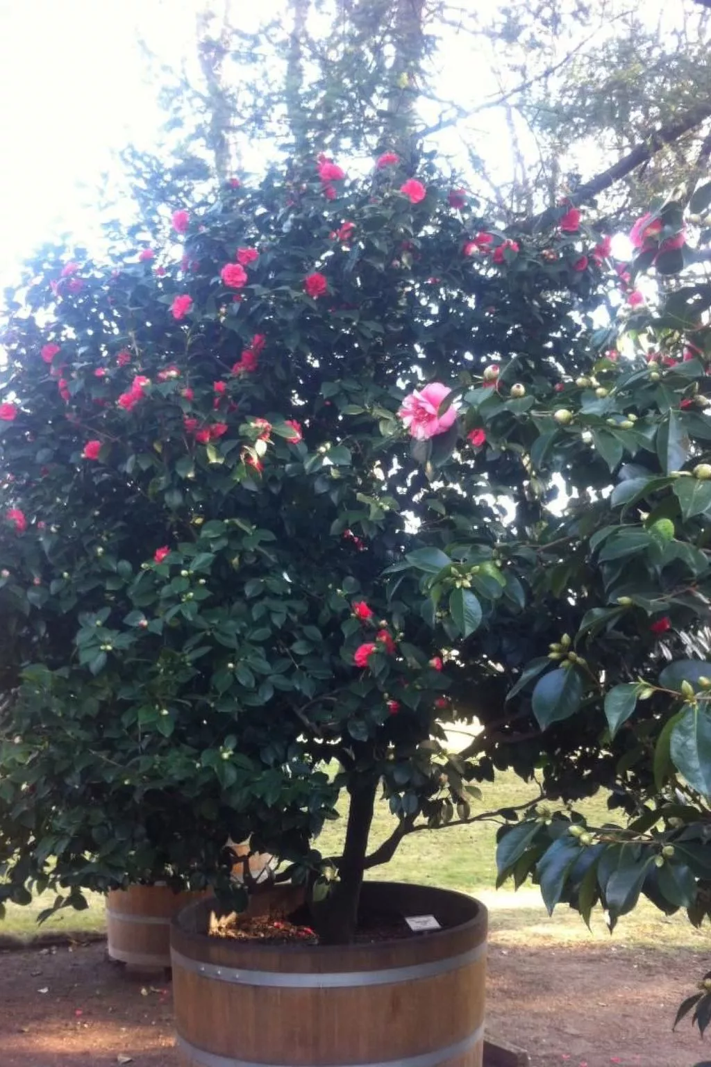 Moderne Ferienwohnung in Pillnitz-Image-tags.info