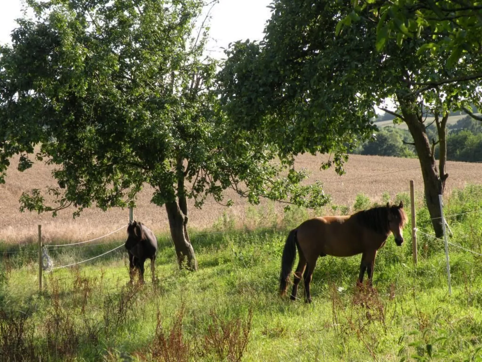 Hof Rodenkrog Fewo 1-Buiten