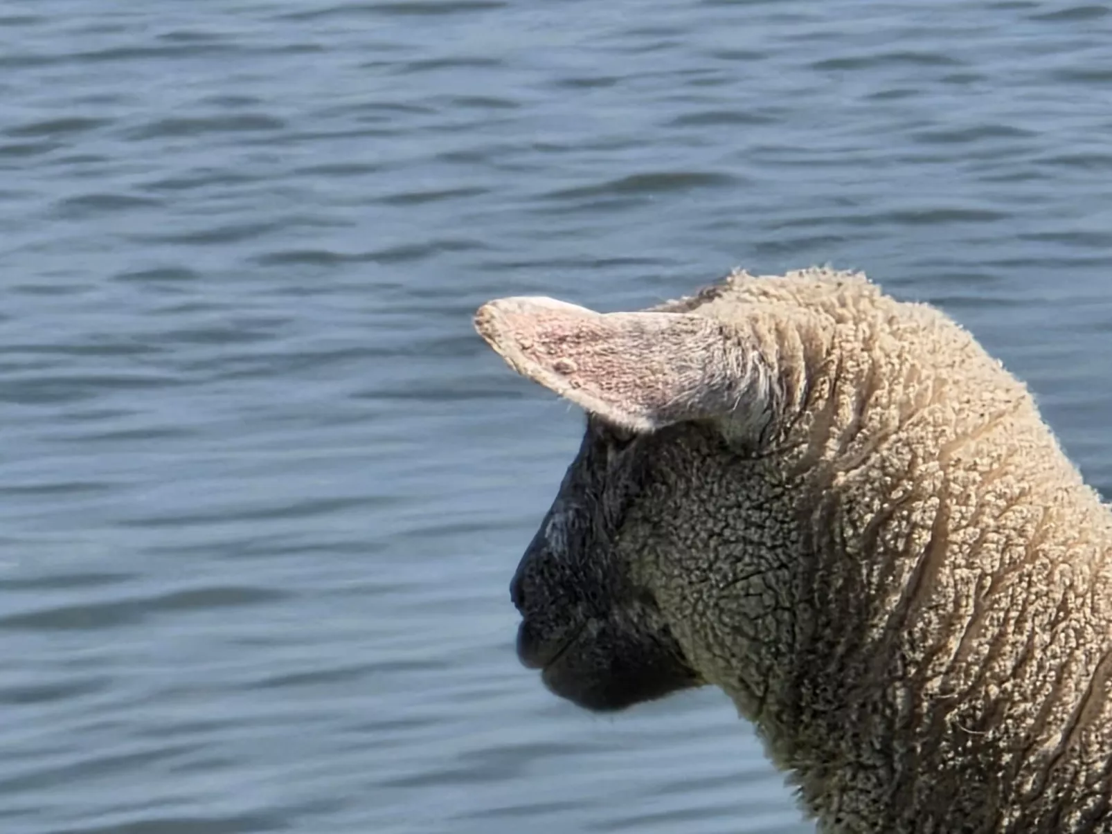 Landskron-Image-tags.info