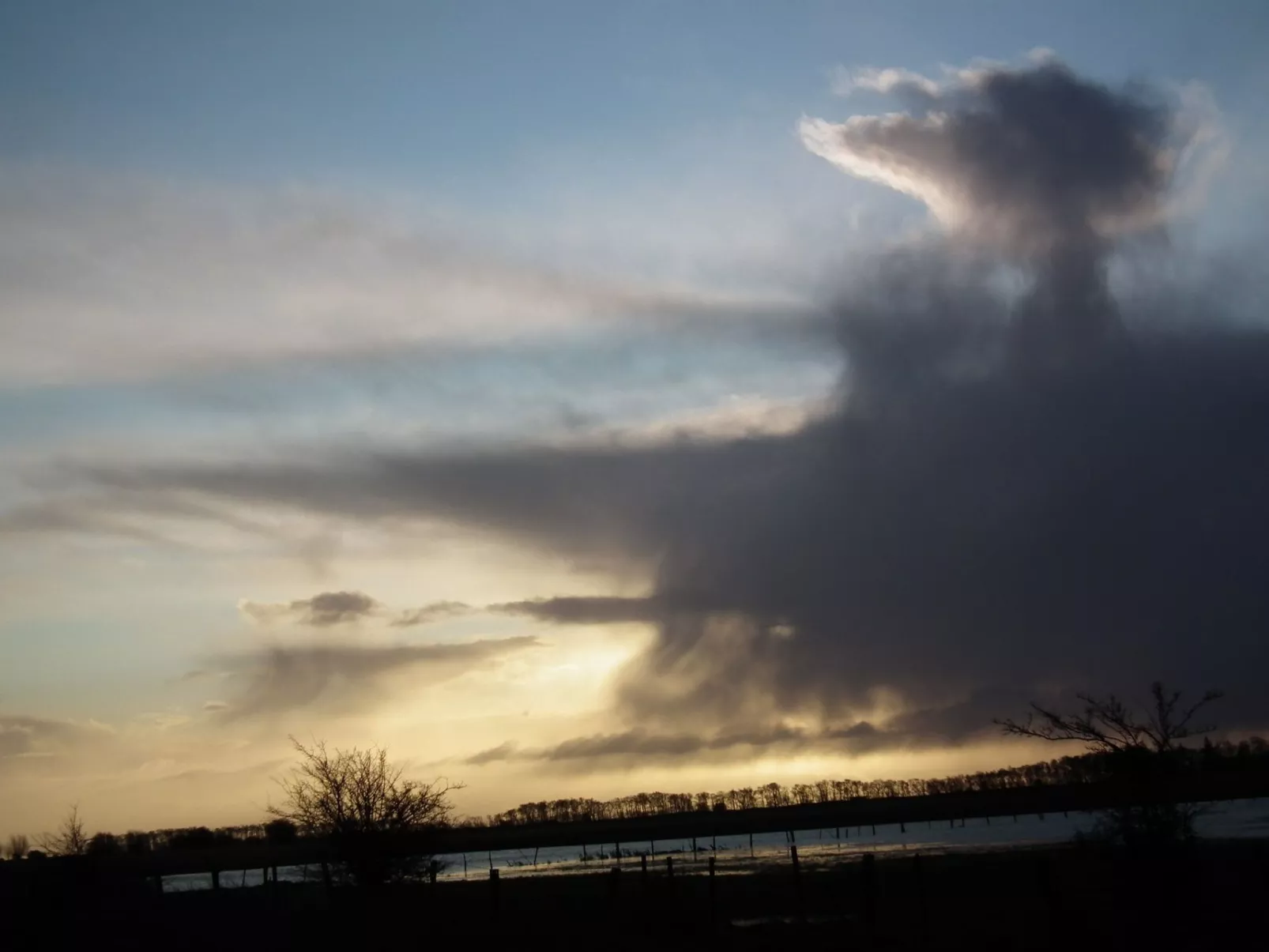 Zwergmöwe in Neue Tiefe-Binnen