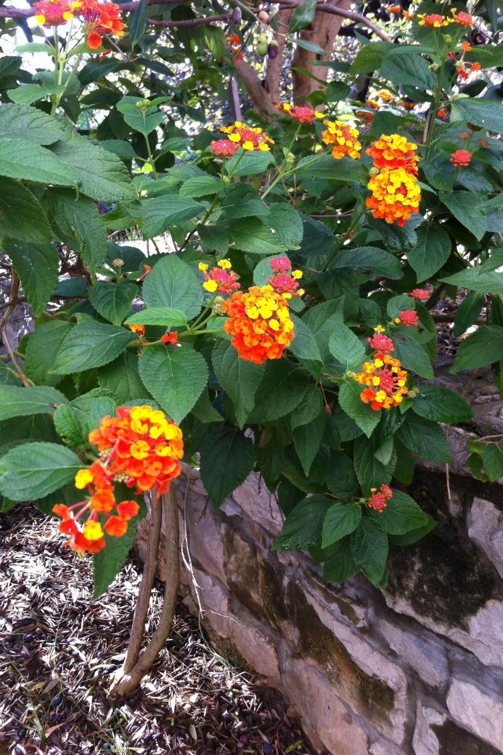 "Mladen" mit Blick auf das Wasser-Buiten