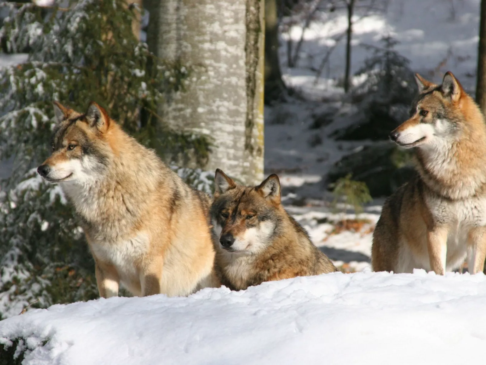 Exklusive Ferienwohnung mit eigener Sauna-Image-tags.info