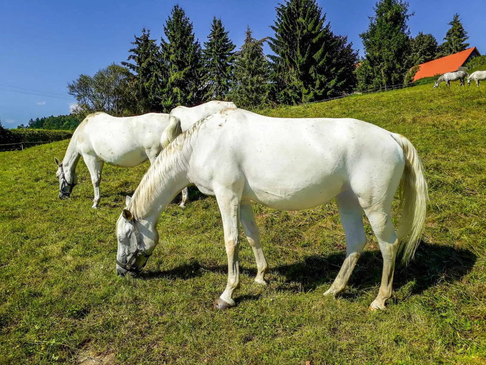 Landgut mit Terrasse-Buiten