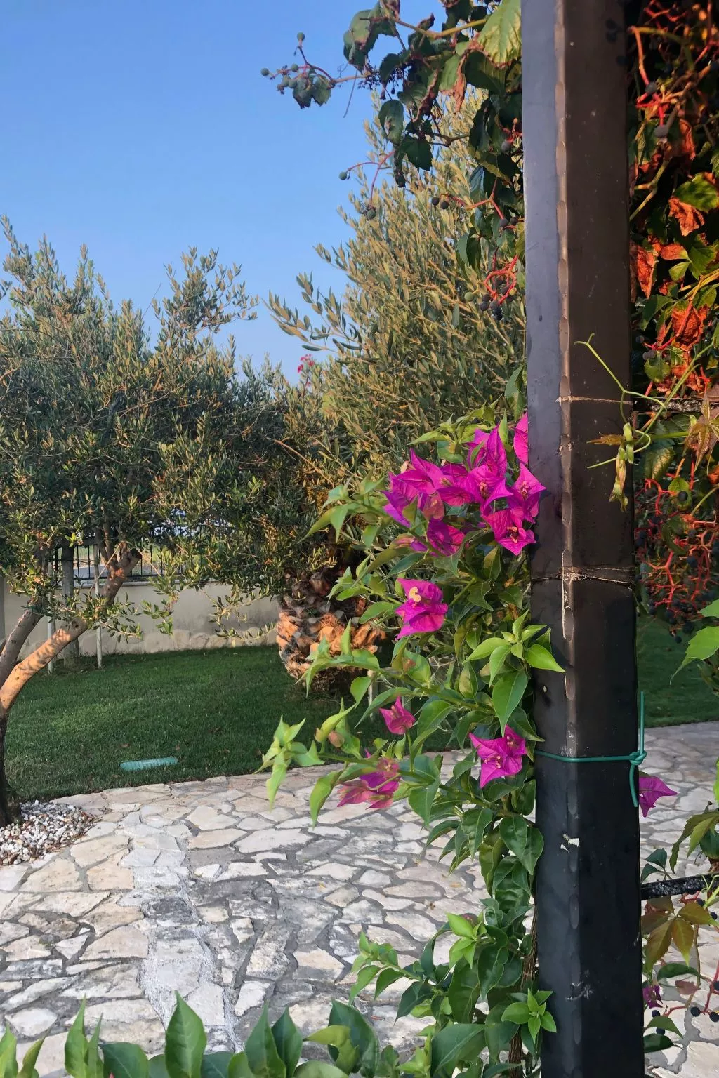 Villa Olive Grove-Buiten