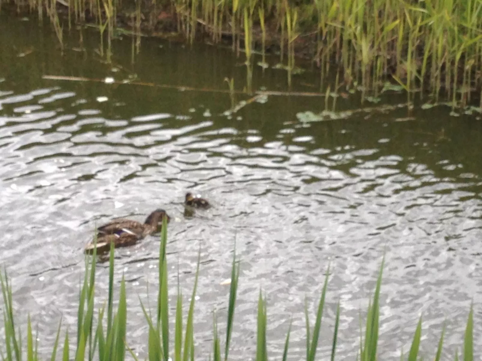 Polderwind mit Blick auf die Felder - Image-tags.info
