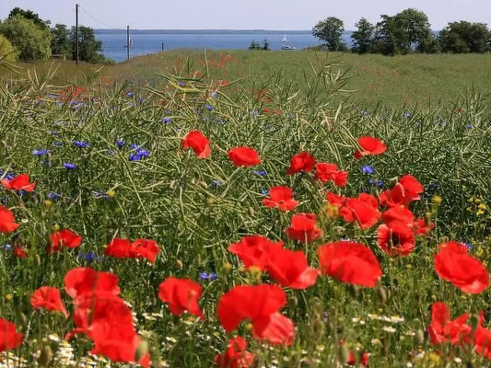 Gemütliche Wohnung mit Grill und Seeblick-Image-tags.info