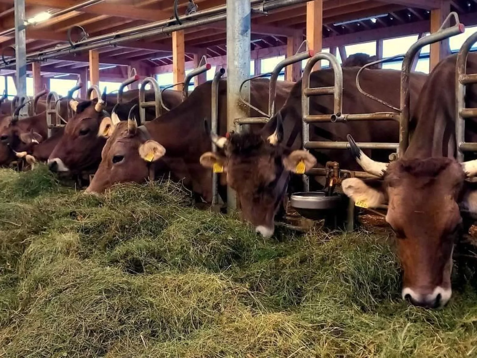 Haldenhof Schwizer-Image-tags.info