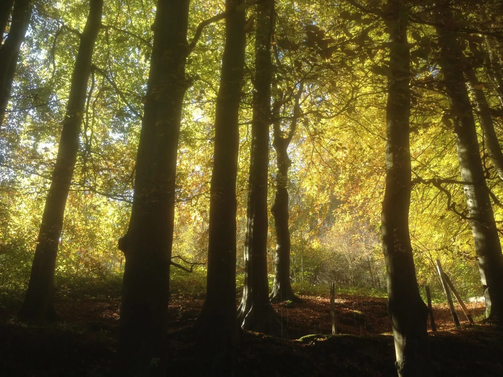 Le Clos du Hêtre-Buiten