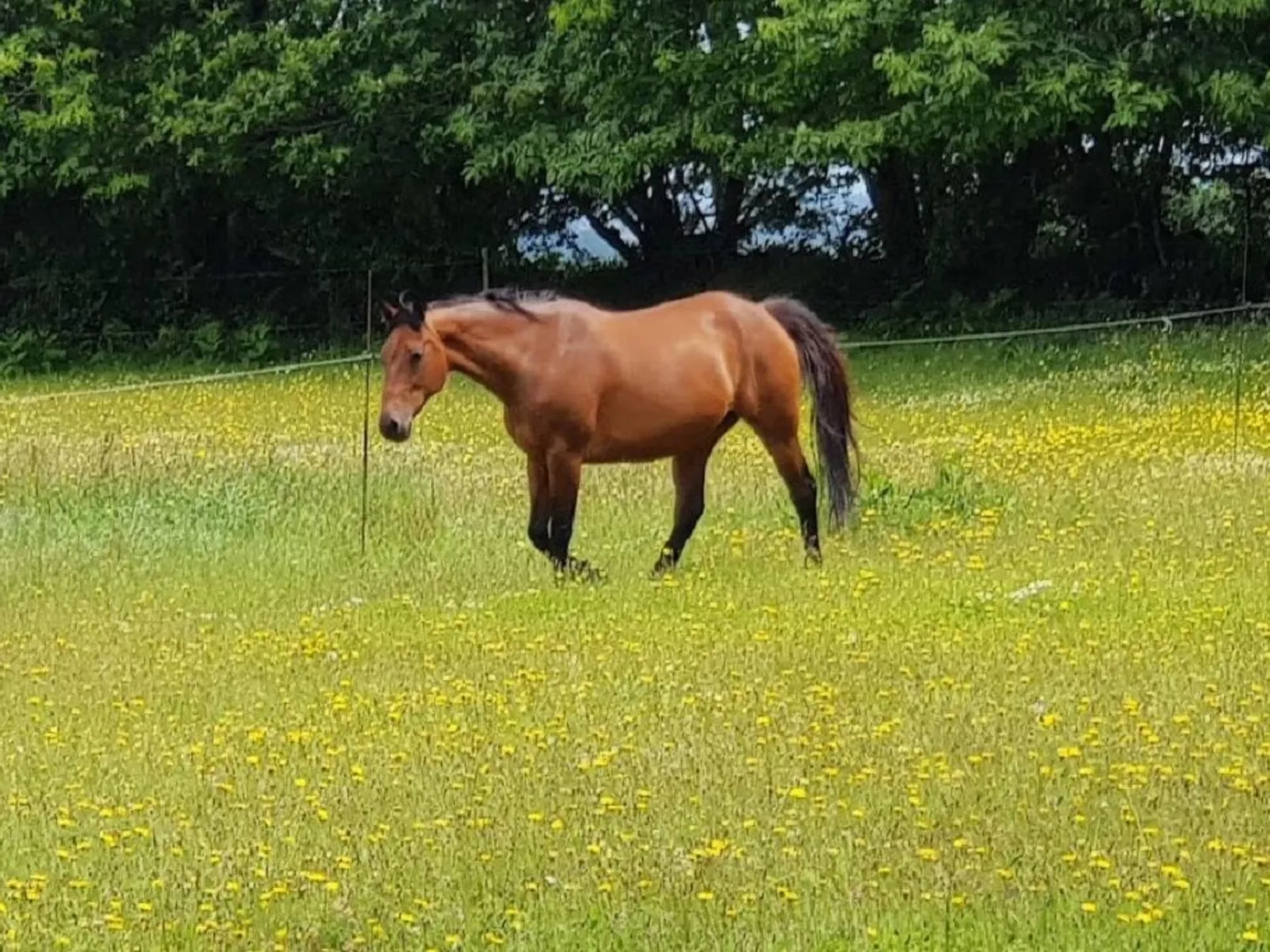 Charmantes großes Cottage zwischen Land und Meer-Buiten