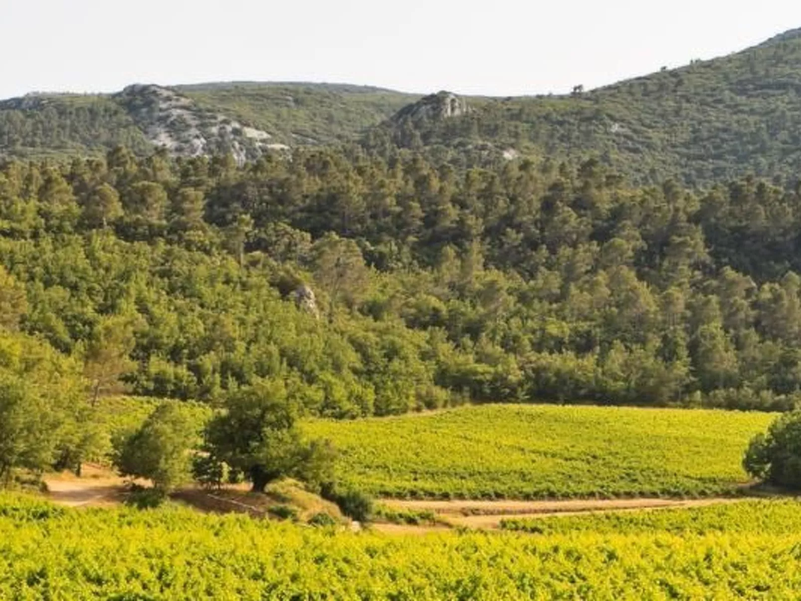 Gemütliches Studio inmitten von Weinbergen und Olivenbäumen-Buiten
