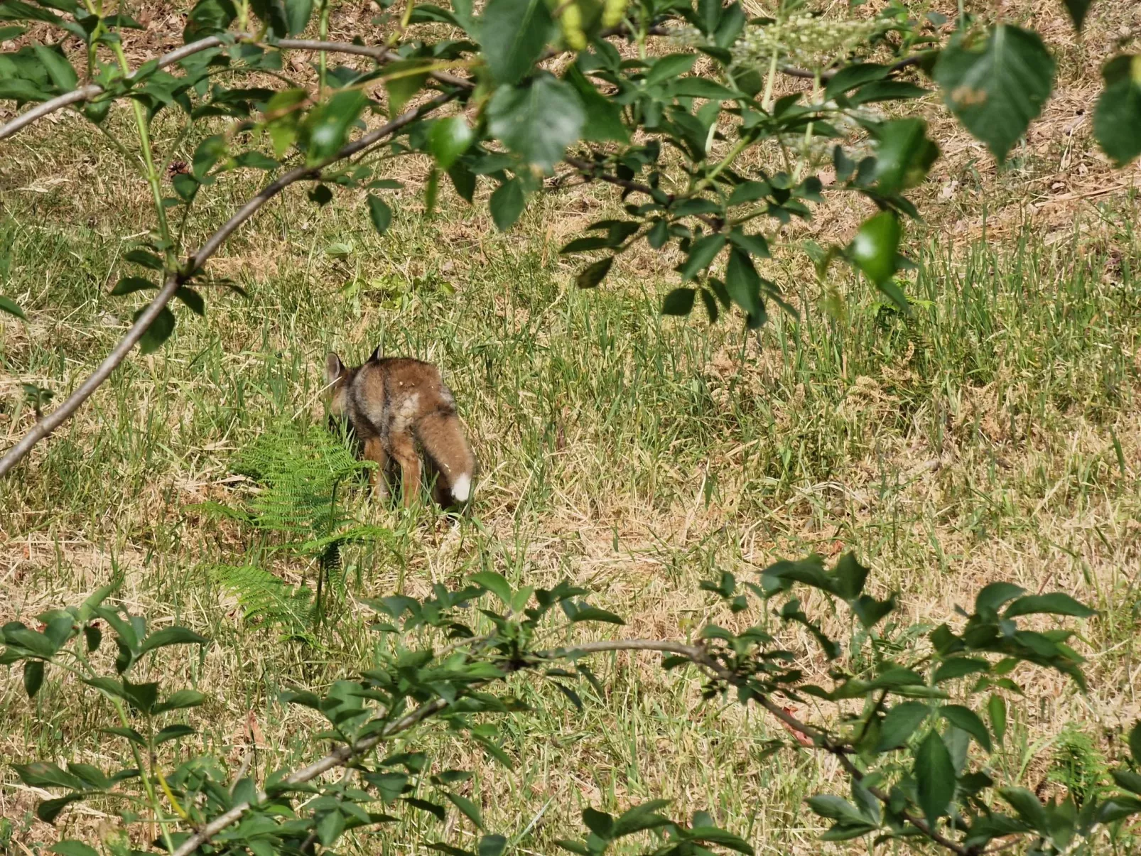 Le Chalet Sous Les Sapins, mit Swimmingpool, Sauna-Buiten