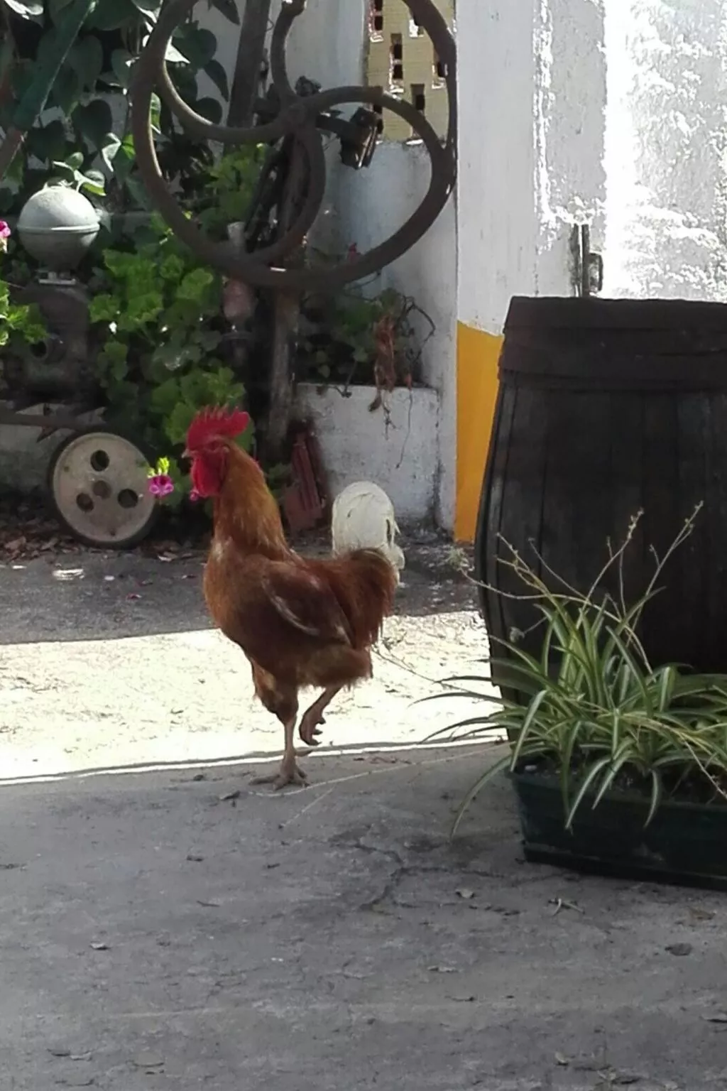 Haus in einem Bauernhof zwischen Weinbergen 2-Buiten