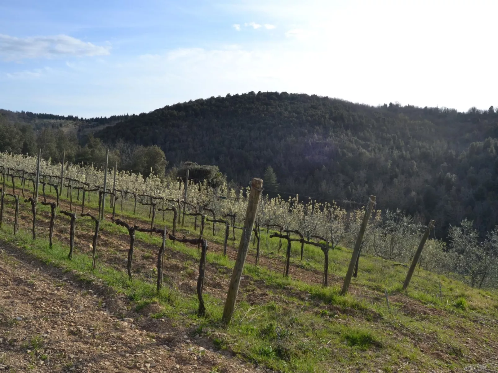 Anwesen "MonnaLisa" mit Schwimmbad-Buiten