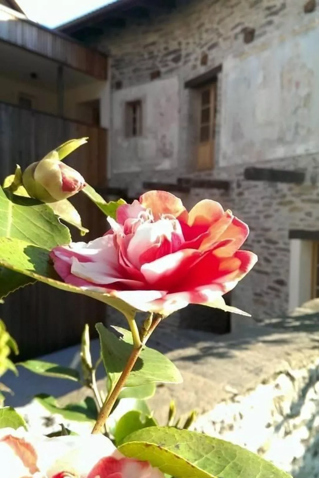 Corte delle Camelie - Wohnung im ersten Stock-Buiten