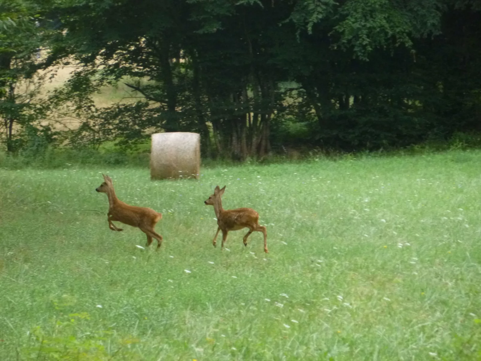 Haus mit Charme Komfort Ruhe Privatpool-Buiten