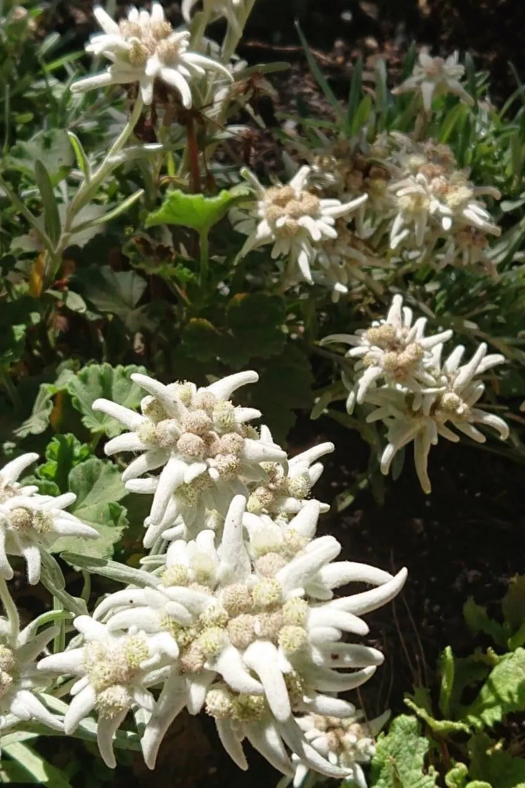 Alpen-Paradies-Binnen