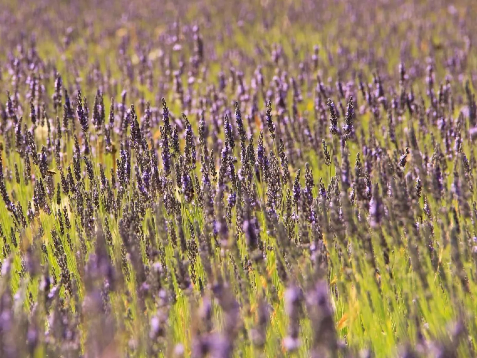 Charmante Villa mit Pool und Golfplatz-Buiten