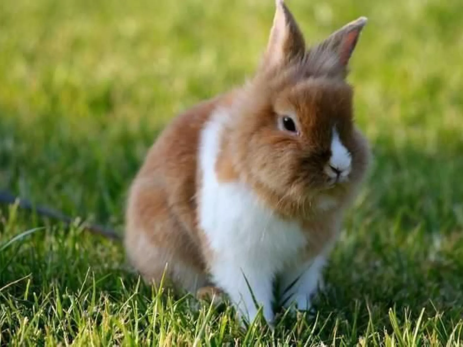 Ferienappartement mit Garten und Panoramablick-Binnen