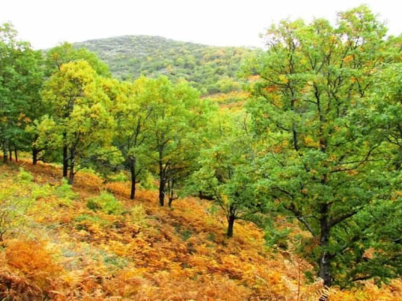 Fachwerkhaus "Casa Rural Picual"-Image-tags.info