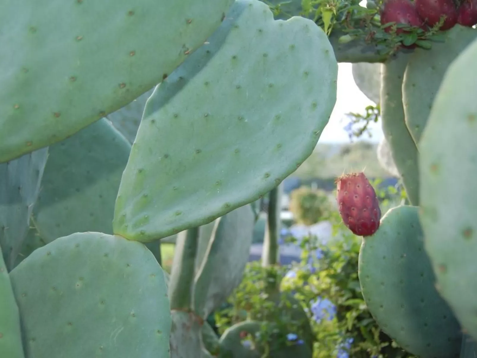 Wohnung 'Casa Etna' mit Wasserblick-Image-tags.info