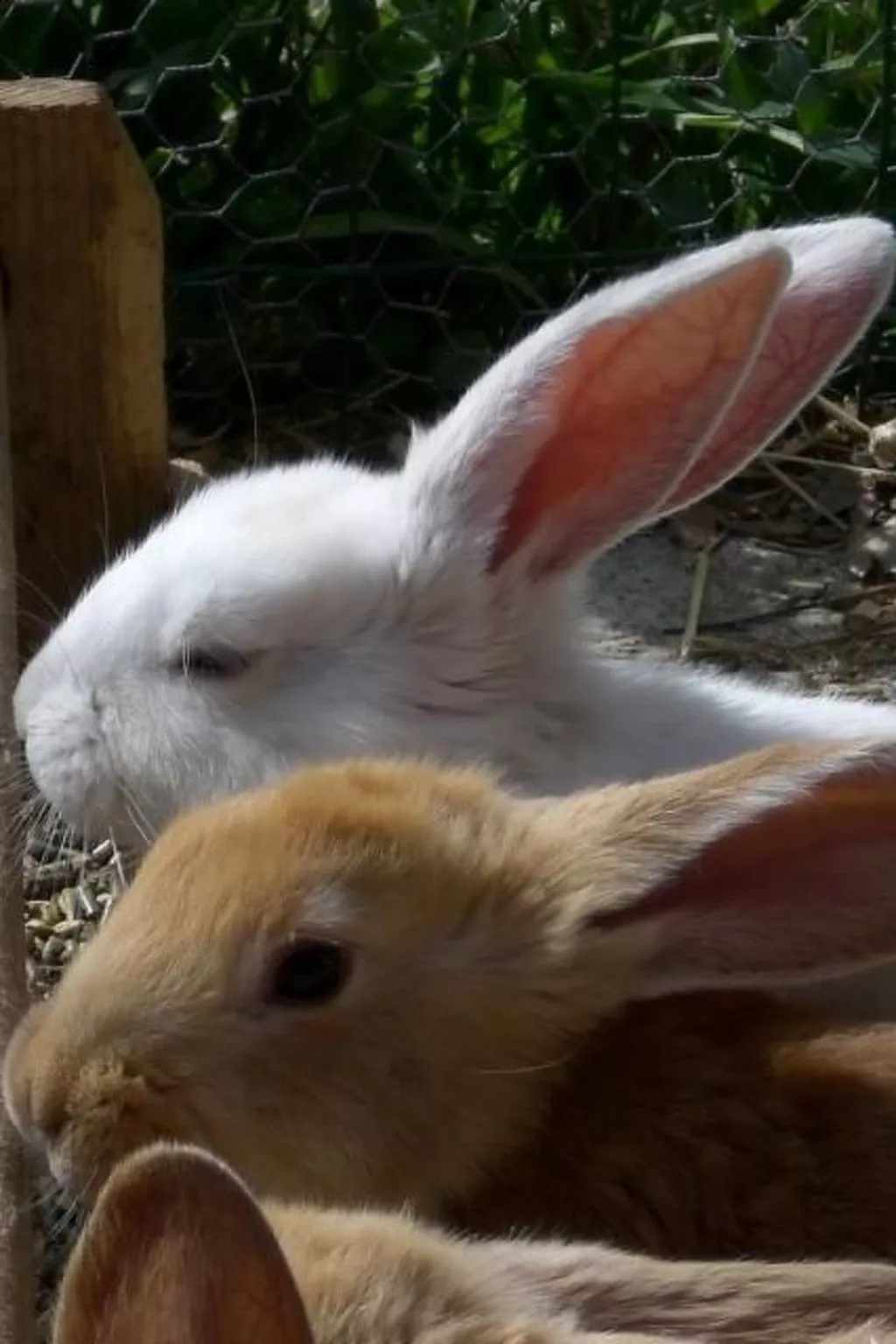 Wohnung mit Terrasse mit Meerblick-Image-tags.info
