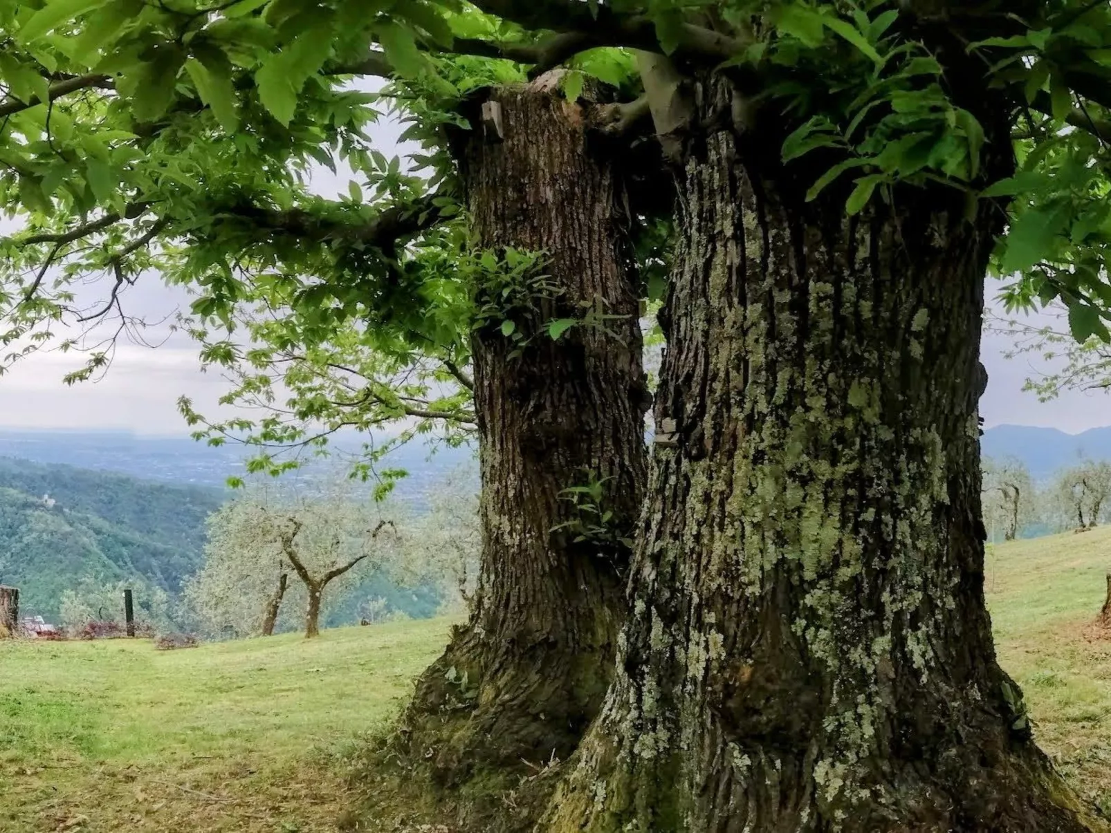 "Casale Colle Belvedere"-Buiten