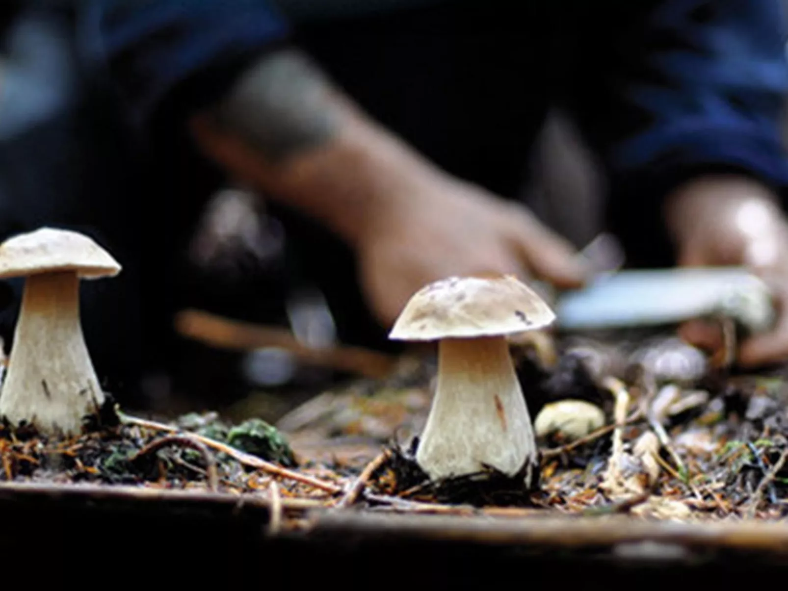 Toskana Poggio Cantarello-Image-tags.info