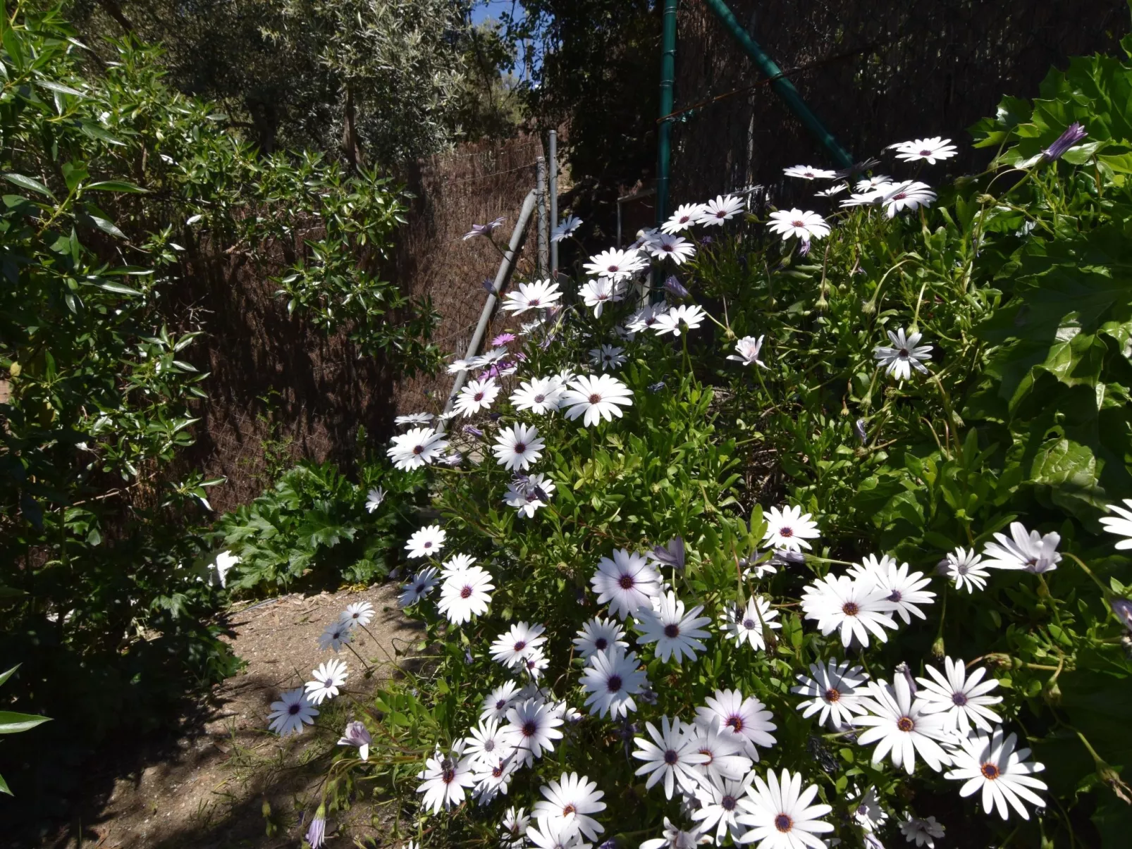 Finca El Corinto - Ein verwunschener Ort-Buiten