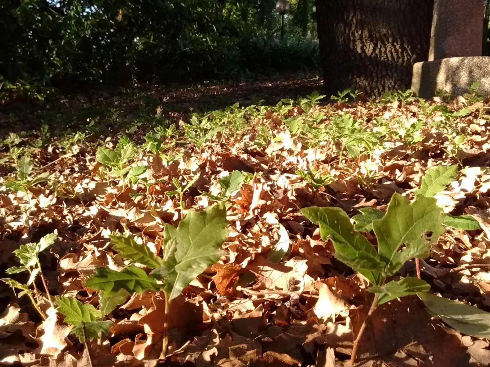 Wohnung Bosco-Image-tags.info