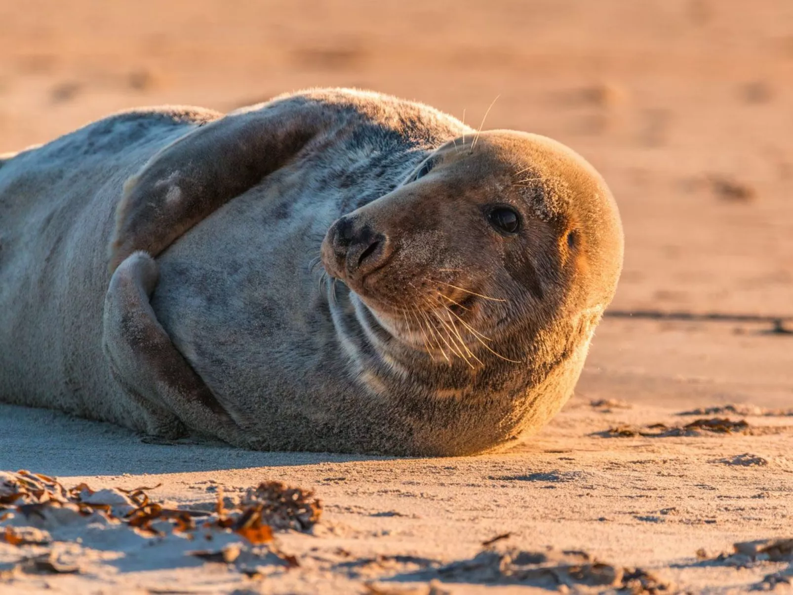 In Burhave mit Großer Terrasse-Image-tags.info