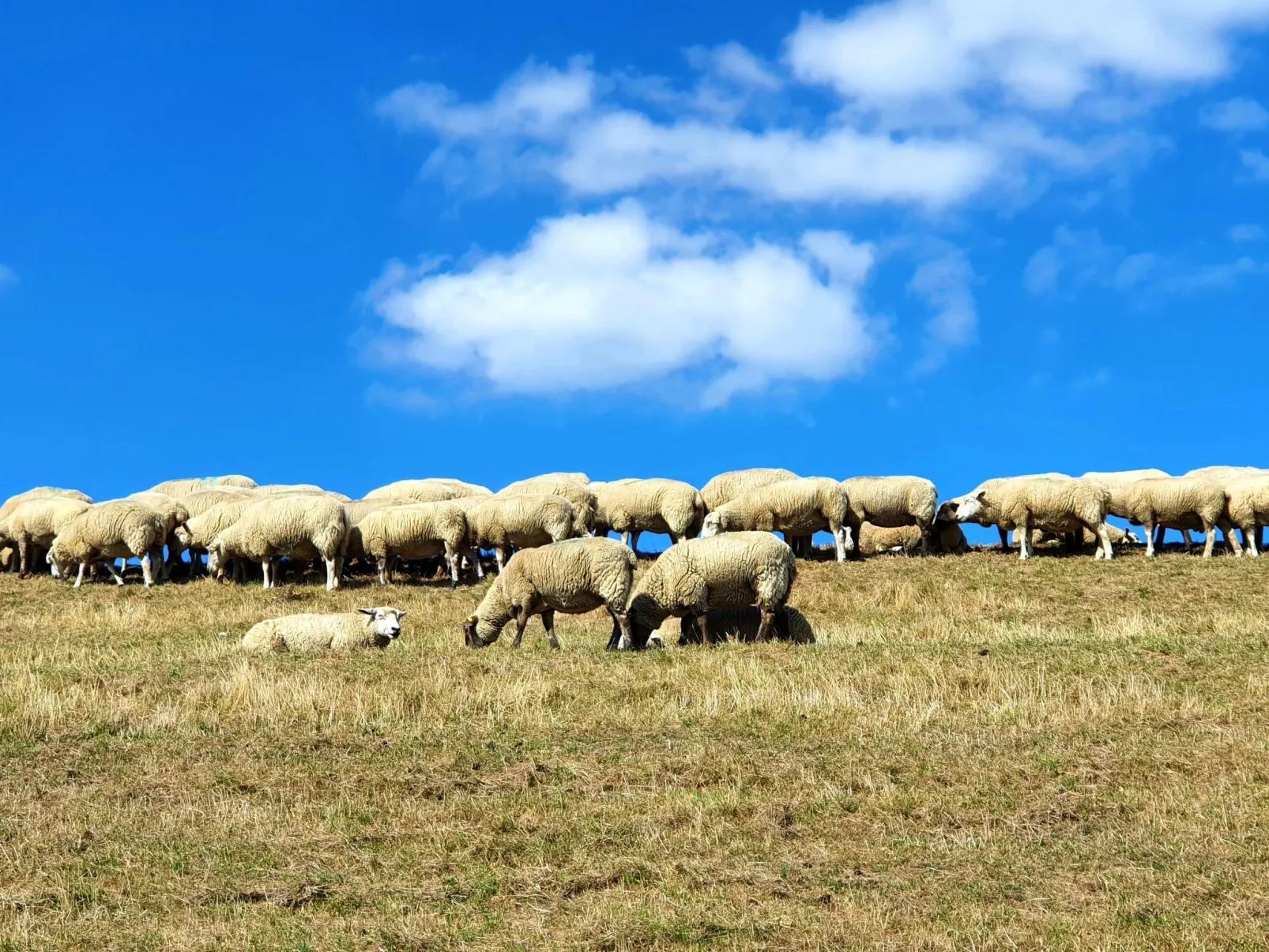 Marschenhuus-Image-tags.info