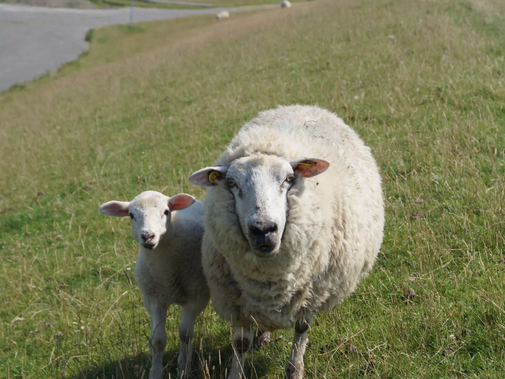 Appartement in Meldorf mit Garten-Buiten