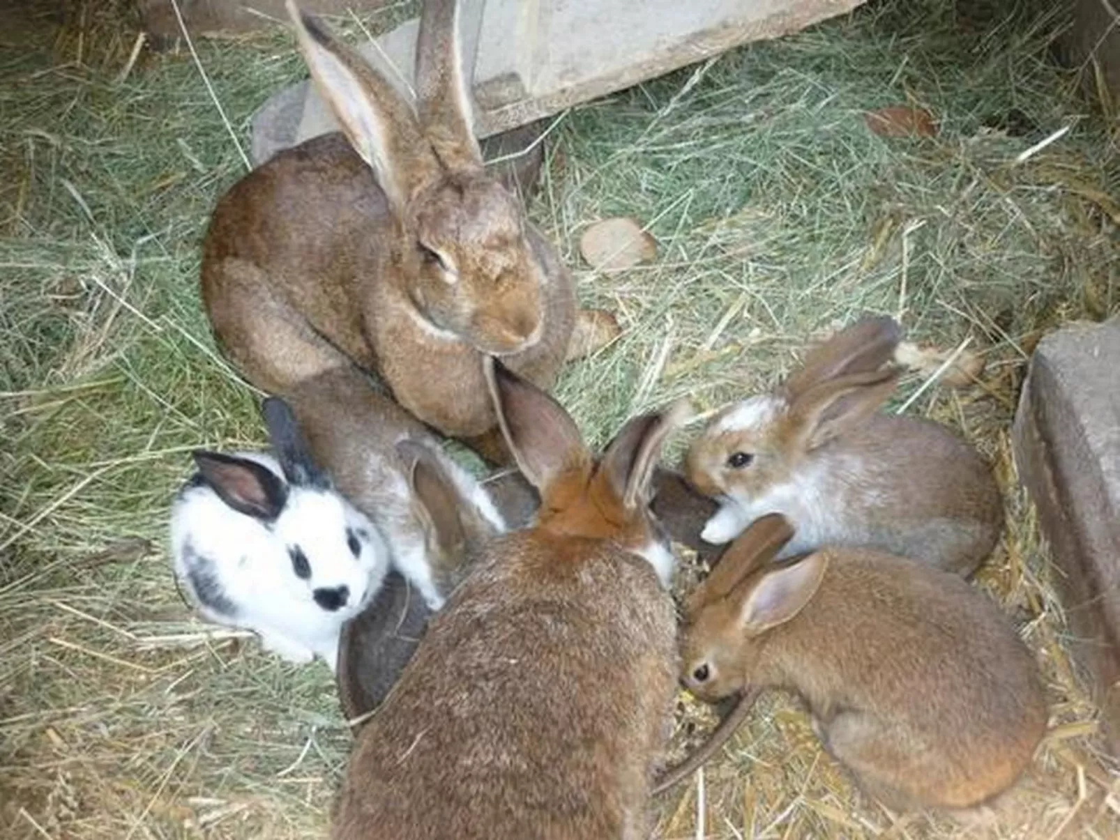 Pünthof-Image-tags.info