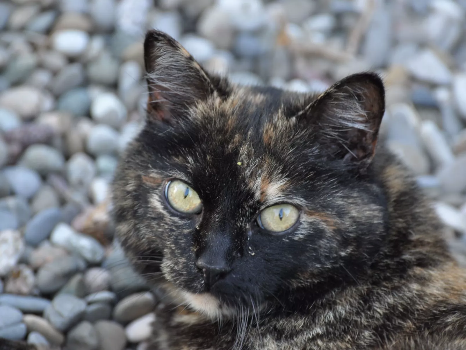 Chalet Staufenhof-Buiten
