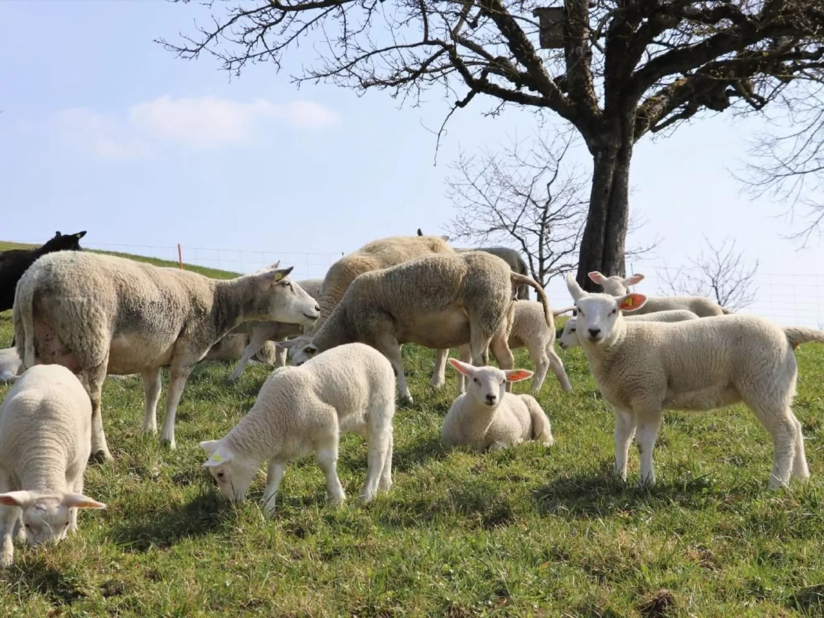 Ober-Tiefenbühl-Buiten