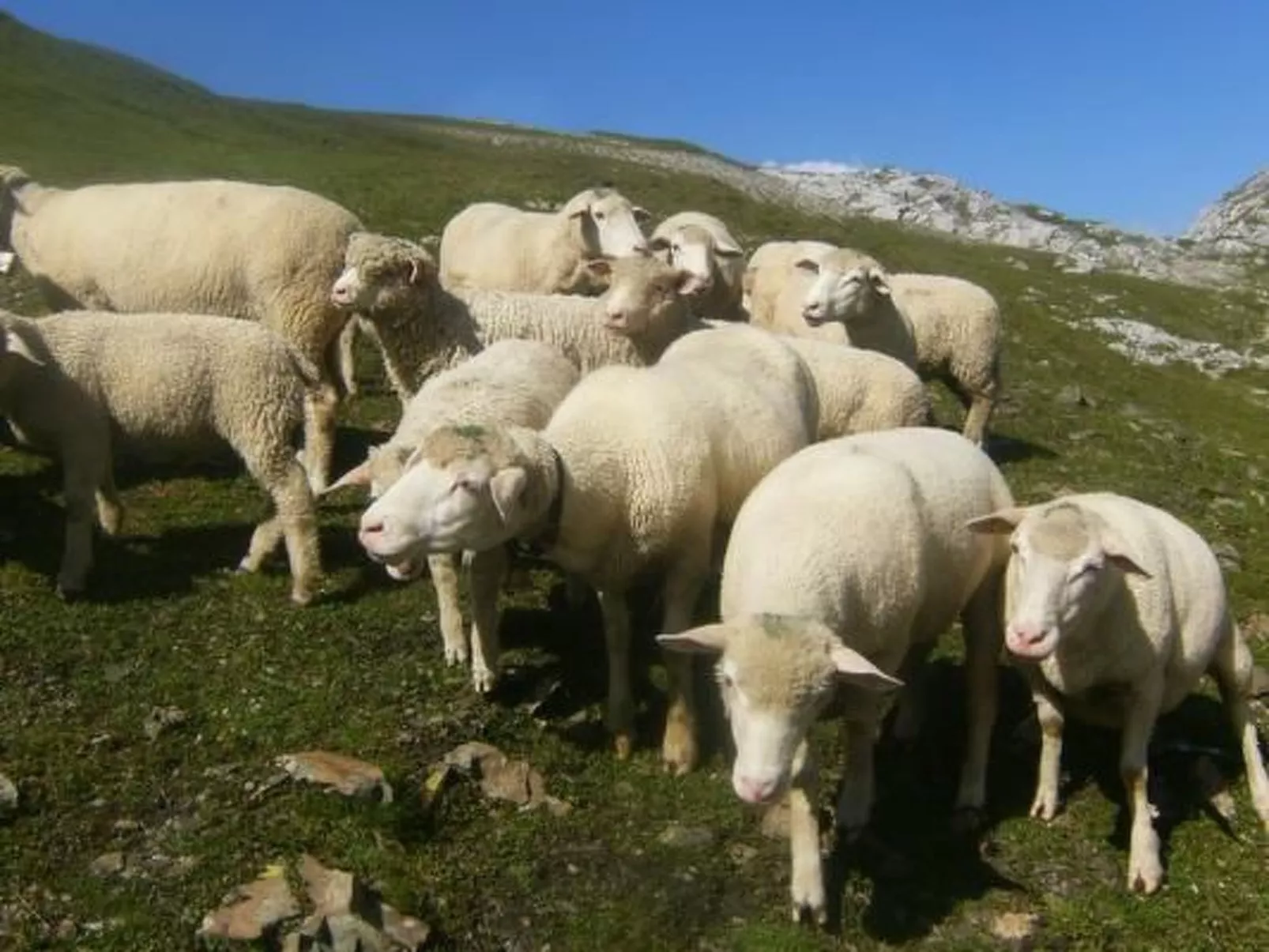 Ferien im grünen links-Image-tags.info