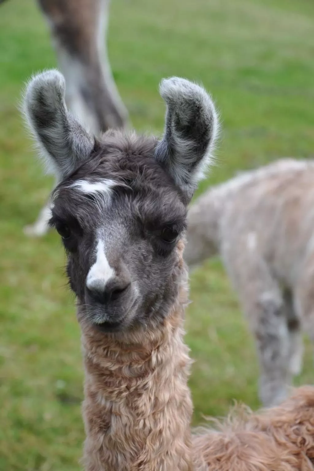 Lamahof-Image-tags.info