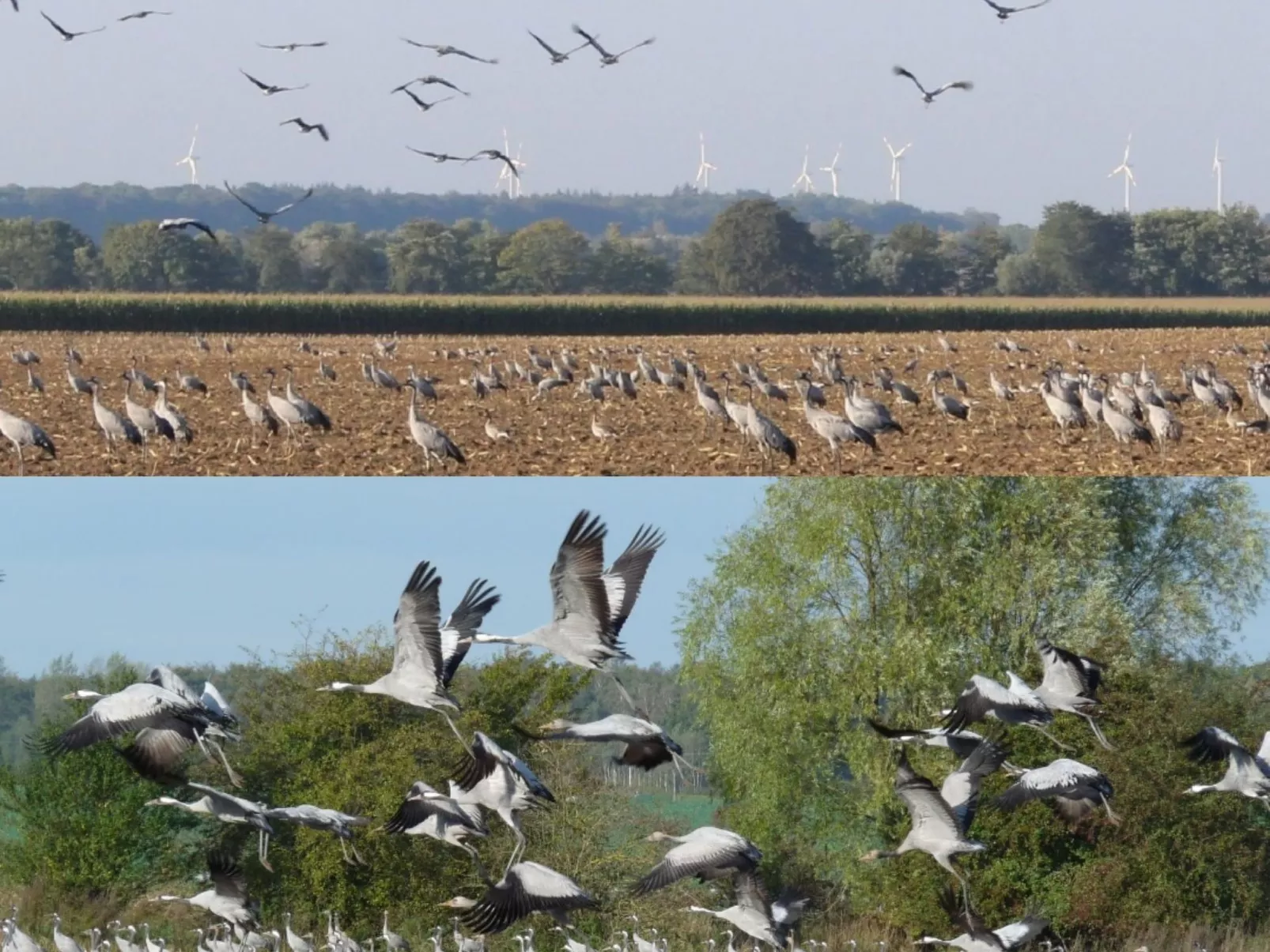 Janet Ratschkowski-Buiten