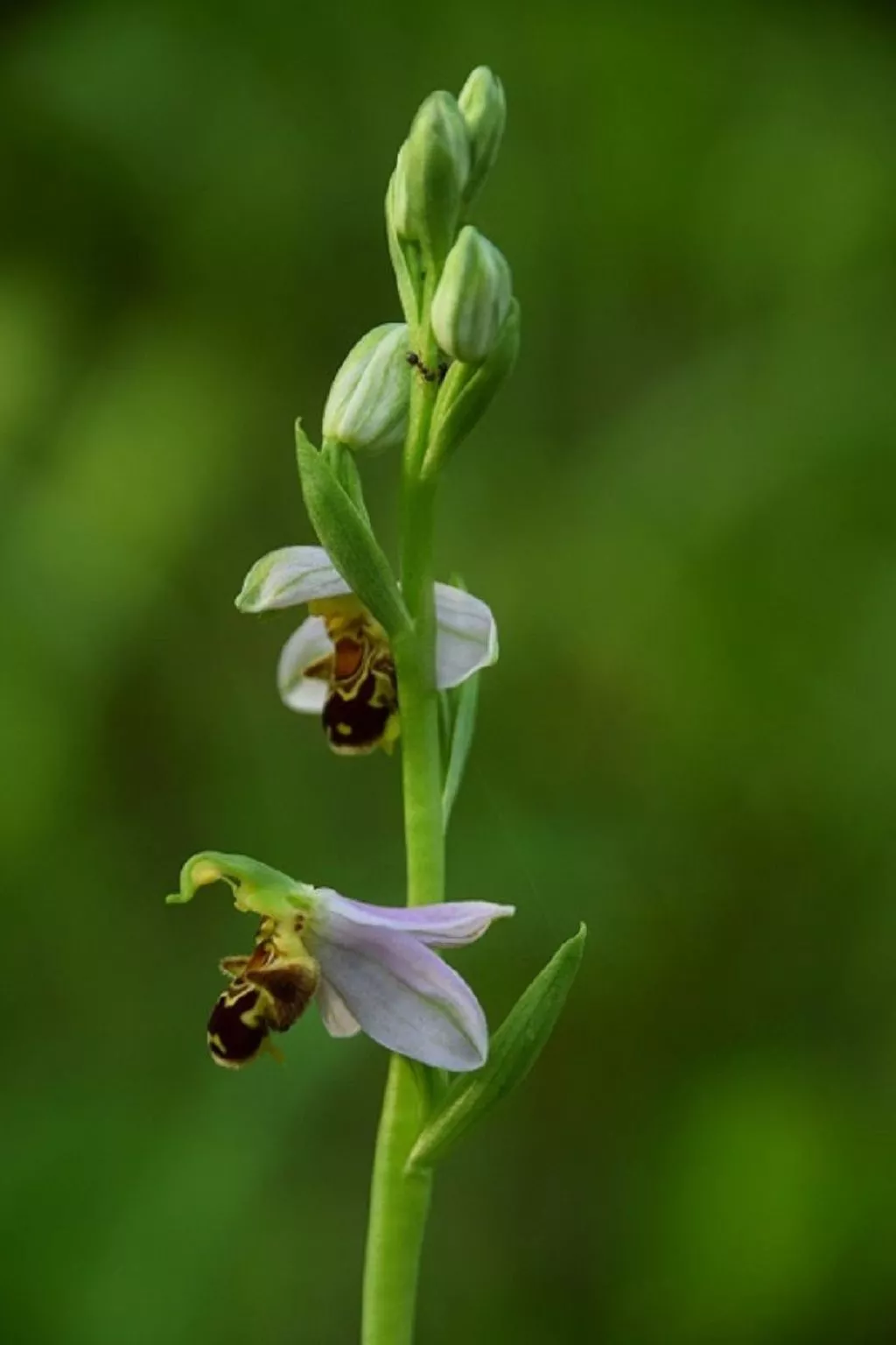 Stadt Apartement-Binnen