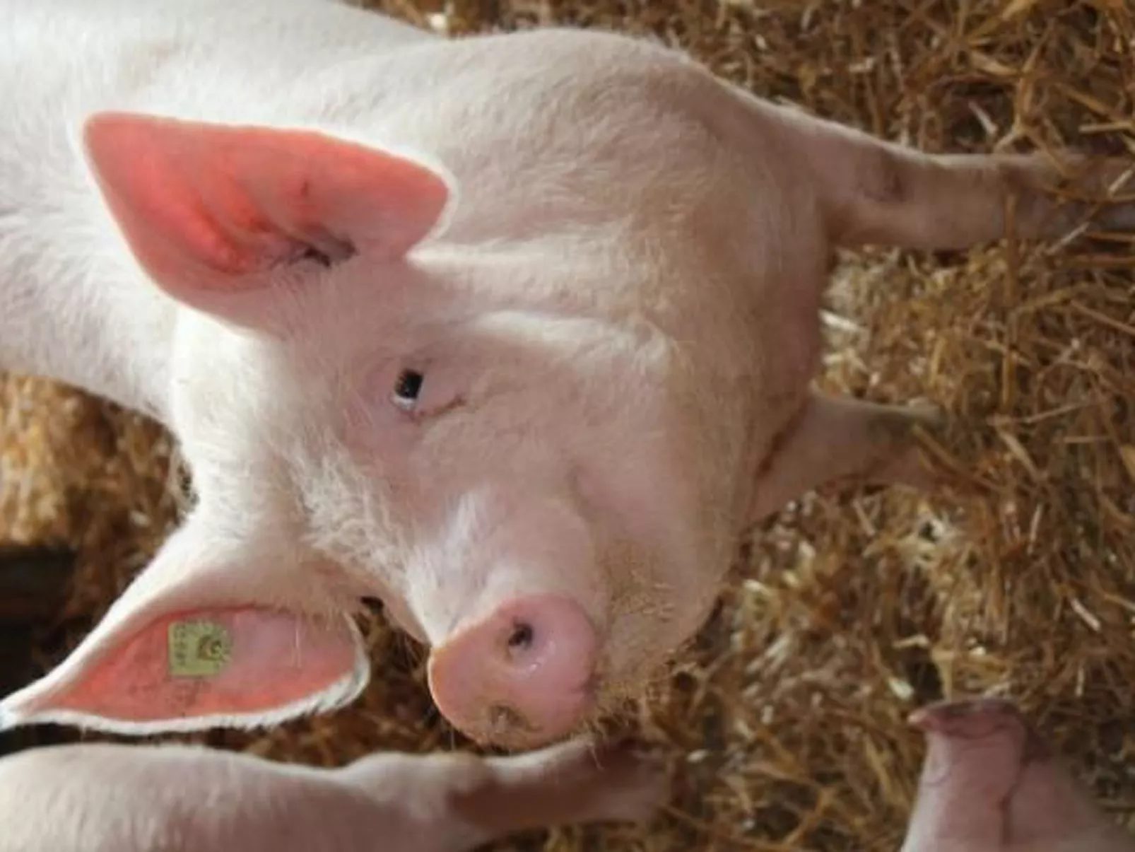 Leinacherhof-Image-tags.info