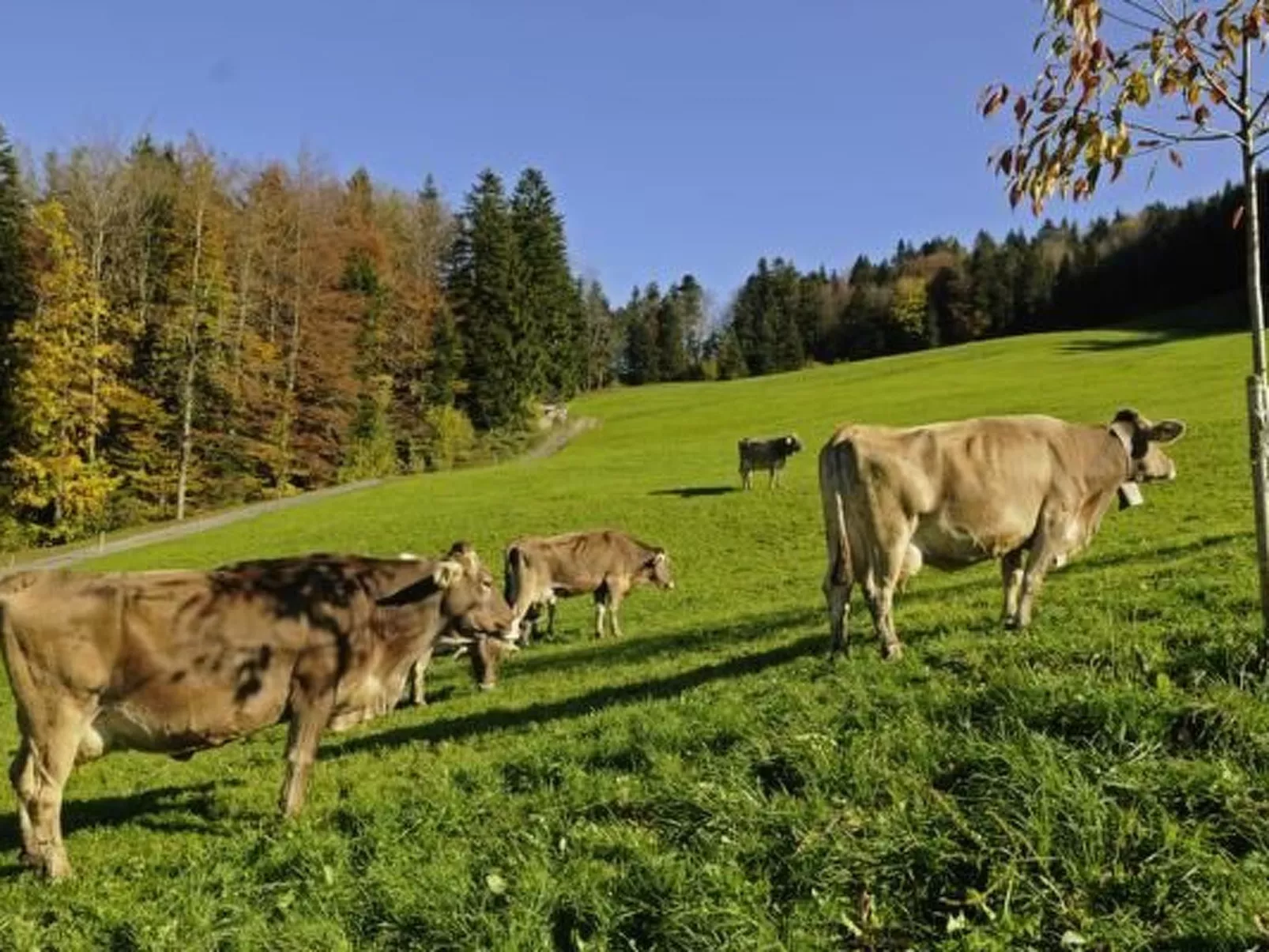 Schwarzenbachhof-Image-tags.info