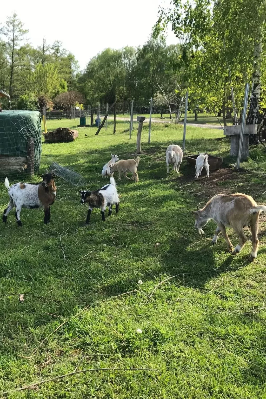 Zochiserlebnishof-Image-tags.info