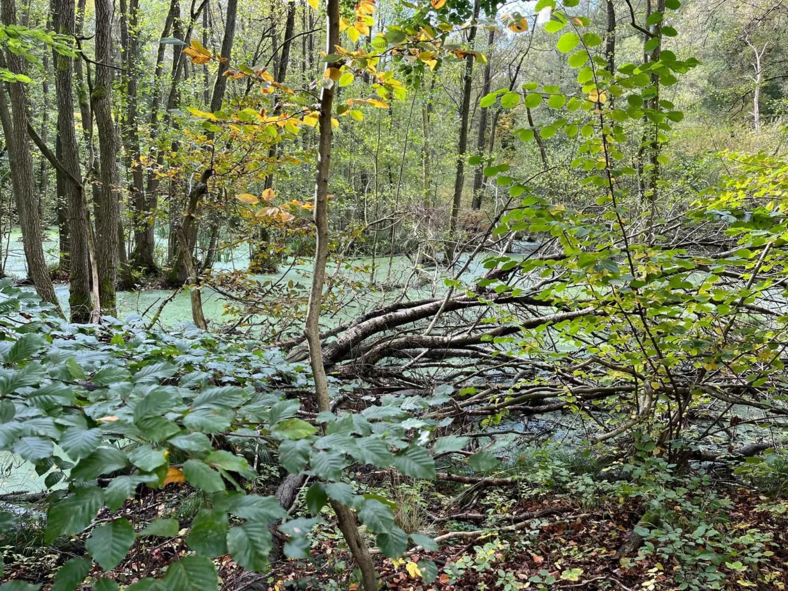 Landurlaub Mecklenburgische Seenplatte b. Waren Müritz-Image-tags.info